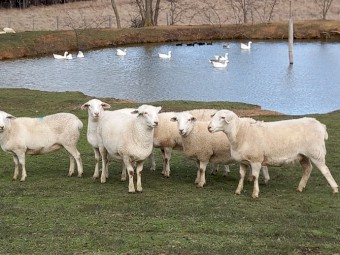 50 AUSTRALIAN WHITE EWES TATTYKEEL x ARDESS BLOODLINE - HUGE EWES 14 MONTHS