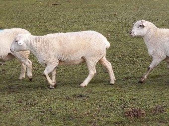 50 AUSTRALIAN WHITE EWES TATTYKEEL x ARDESS BLOODLINE - HUGE EWES 14 MONTHS