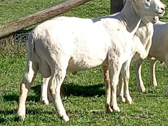 10 AUSTRALIAN WHITE RAMS TATTYKEEL x KALNARI BLOODLINE