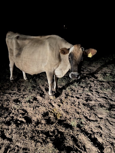 WANTED Lease or Agistment Land for Dairy Stock