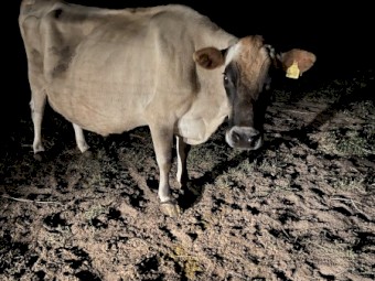 WANTED Lease or Agistment Land for Dairy Stock