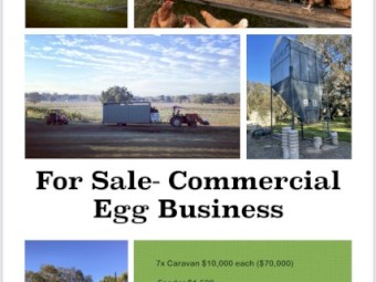 Complete Egg Production 