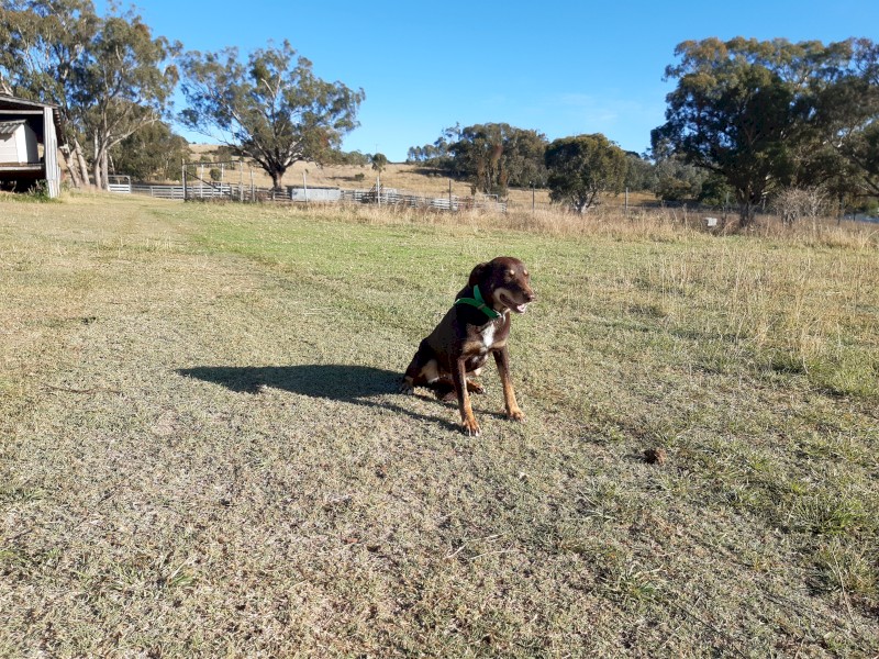Working kelpie
