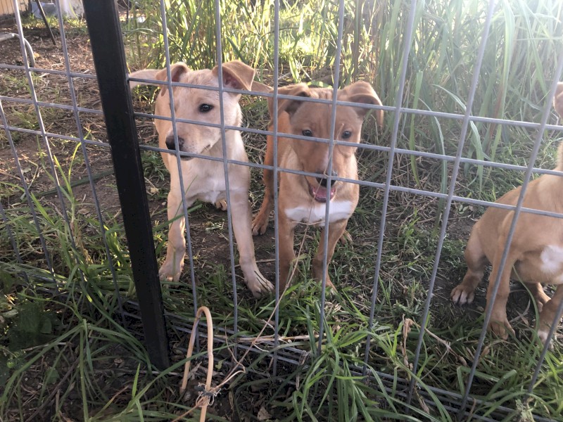 Urgent!! Last Male Pup