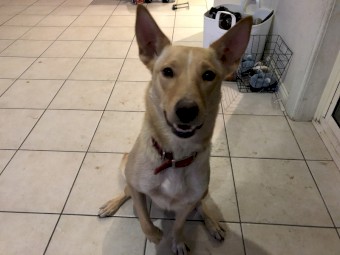 Urgent!! Last Male Pup