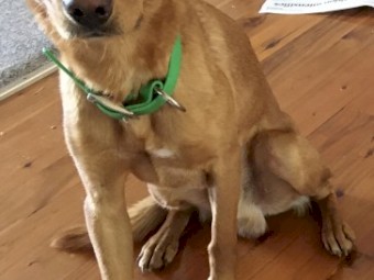 Urgent!! Last Male Pup