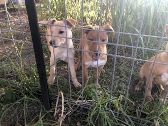 Urgent!! Last Male Pup