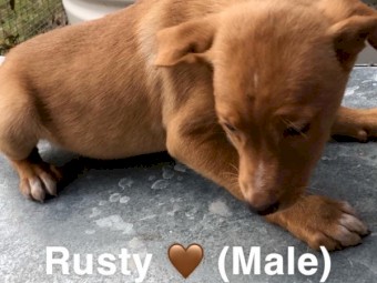 Urgent!! Last Male Pup