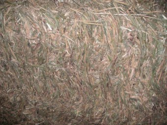 Wheaten Hay 500kg 8x4x3 Bales