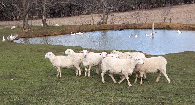 AUSTRALIAN WHITE EWES TATTYKEEL STARTER FLOCK & 1 AUSTRALIAN WHITE RAM