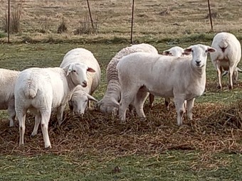 AUSTRALIAN WHITE EWES TATTYKEEL STARTER FLOCK & 1 AUSTRALIAN WHITE RAM