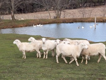 AUSTRALIAN WHITE EWES TATTYKEEL STARTER FLOCK & 1 AUSTRALIAN WHITE RAM
