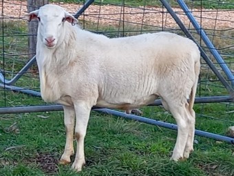 AUSTRALIAN WHITE EWES TATTYKEEL STARTER FLOCK & 1 AUSTRALIAN WHITE RAM