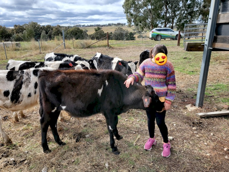 Pet Cattle, lawnmowers. 