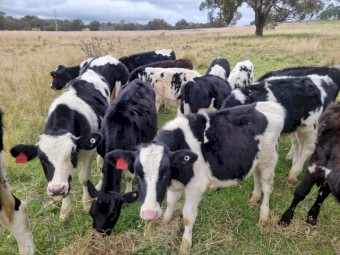 Pet Cattle, lawnmowers. 