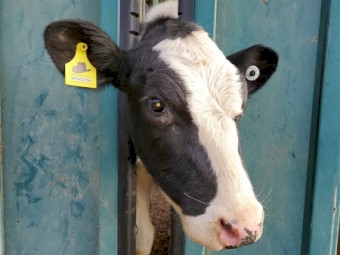 Pet Cattle, lawnmowers. 