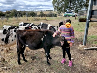 Pet Cattle, lawnmowers. 