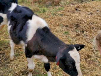 Pet Cattle, lawnmowers. 