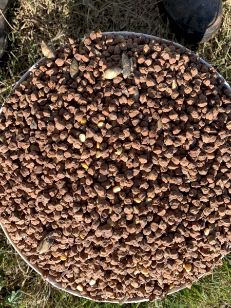 200mt CP1 Desi Chick Peas (21/22)