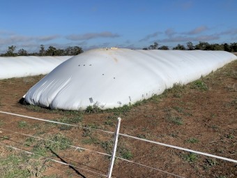 200mt CP1 Desi Chick Peas (21/22)