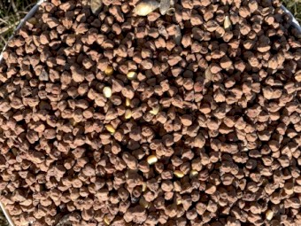 200mt CP1 Desi Chick Peas (21/22)