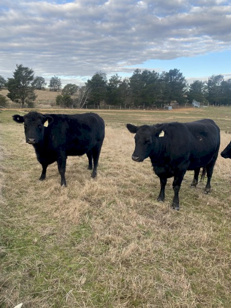 4 x Black Angus Heifers | Farm Tender