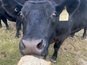 4 x Black Angus Heifers