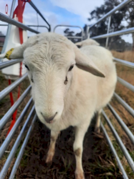 Australian White Ewe Lambs x 9