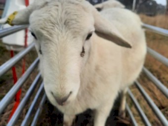Australian White Ewe Lambs x 9
