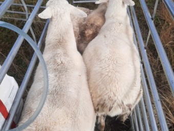 Australian White Ewe Lambs x 9