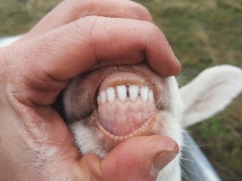 Australian White Ewe Lambs x 9