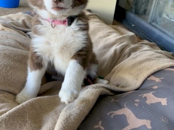 Purebred Border Collies 