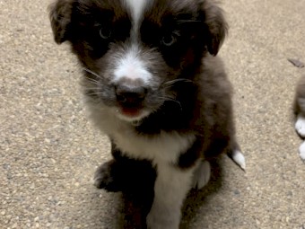 Purebred Border Collies 