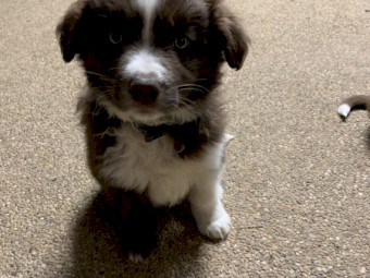 Purebred Border Collies 