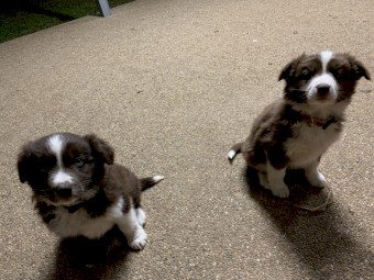 Purebred Border Collies 