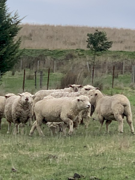 Miniature Southdown X Suffolk 3 year old Rams
