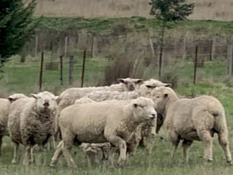 Miniature Southdown X Suffolk 3 year old Rams