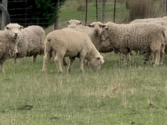 Miniature Southdown X Suffolk 3 year old Rams
