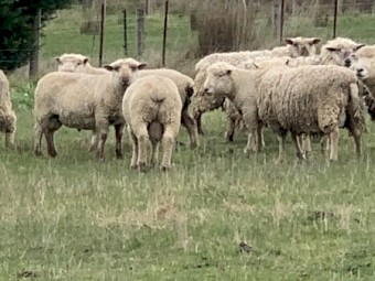 Miniature Southdown X Suffolk 3 year old Rams