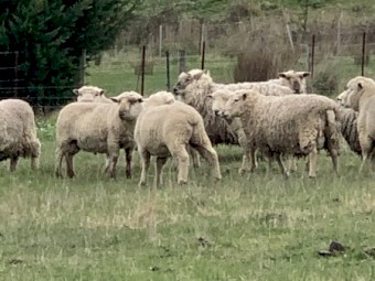 Miniature Southdown X Suffolk 3 year old Rams
