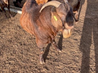 Registered in Red registry BGBAA- Young Kalahari Red Buck
