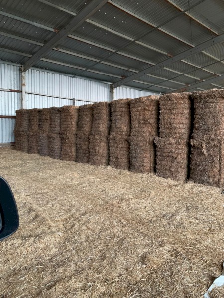 2021 Vetch Mix Hay Weather Damaged