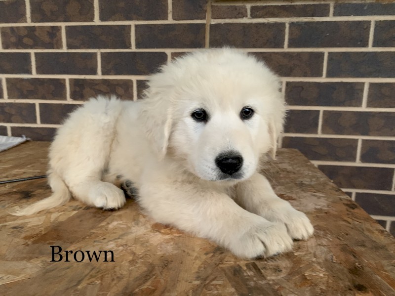 Maremma Puppies for Sale 