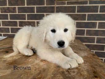 Maremma Puppies for Sale 