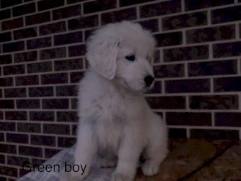 Maremma Puppies for Sale 