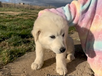 Maremma Puppies for Sale 