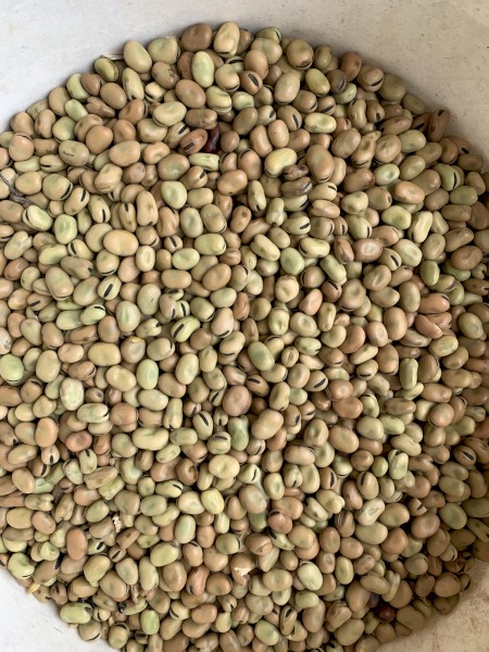 2021 Doza Faba Beans FAB1