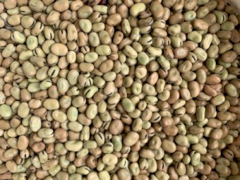 2021 Doza Faba Beans FAB1