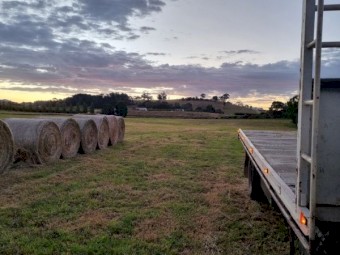 Improved Pasture Silage Heavy Bales Rye, Phylarus some Umbrella Grass