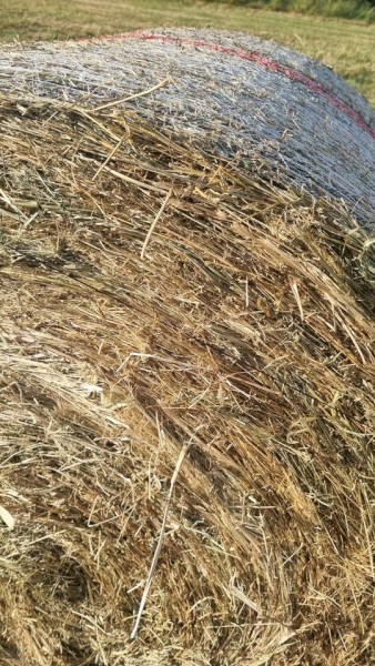4x4 Heavy Round Bales of Pasture Hay